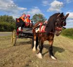 Queenie, 12.2hh Ride & Drive Mare