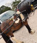 Queenie, 12.2hh Ride & Drive Mare
