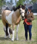 Eddie, Riding Gelding