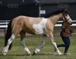 Eddie, Riding Gelding