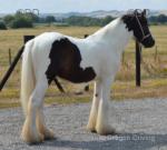 SD Caleb, Yearling Gelding