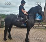 16.2hh Ride & Drive Mare