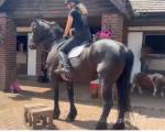 16.2hh Ride & Drive Mare