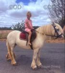 Daisy, 13.2hh Riding Mare