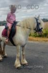 Daisy, 13.2hh Riding Mare
