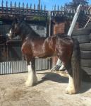 14.3hh Driving Stallion