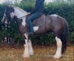 15hh Riding Gelding