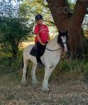 Reggie, 12.3hh Ride & Drive Gelding