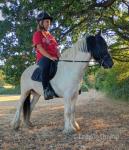 Reggie, 12.3hh Ride & Drive Gelding