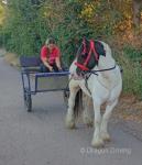 Reggie, 12.3hh Ride & Drive Gelding