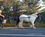 Reggie, 12.3hh Ride & Drive Gelding