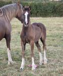 Filly