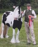 13.2hh Mare