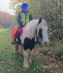 13.2hh Mare