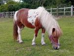 Daisy, 9hh Shetland Mare