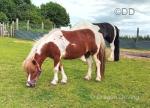Daisy, 9hh Shetland Mare