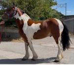 Jack, 14.1hh Gelding