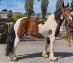 Jack, 14.1hh Gelding