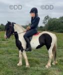 Glanvyrnwy Dream Believer, 14.1hh WPB Ride & Drive Mare