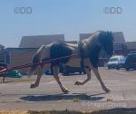 Glanvyrnwy Dream Believer, 14.1hh WPB Ride & Drive Mare