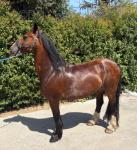 14.3hh Driving Gelding