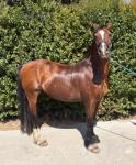 14.3hh Driving Gelding