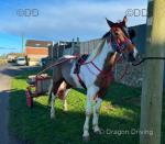 16.2hh Ride & Drive Gelding