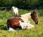 16.2hh Ride & Drive Gelding