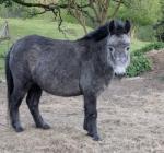 10hh Mule Mare