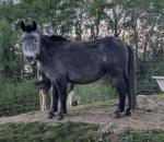 10hh Mule Mare