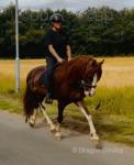 14hh Ride & Drive Gelding