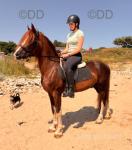 14hh Ride & Drive Gelding