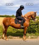 14.2hh Welsh Section D Riding Mare