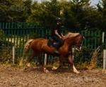 14.2hh Welsh Section D Riding Mare