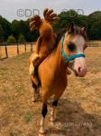 3 Year Old Welsh Section A Mare