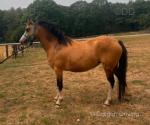 3 Year Old Welsh Section A Mare
