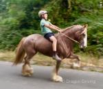 14.1hh Mare