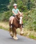 14.1hh Mare