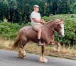 14.1hh Mare