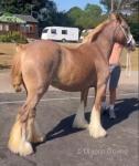 14.1hh Mare