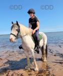 Rebel, 12.3hh Riding Gelding