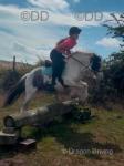 Rebel, 12.3hh Riding Gelding