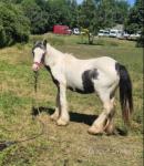 Yearling Colts