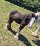 Yearling Colts