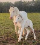 14.2hh Mare with Filly Foal at Foot