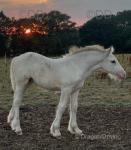 14.2hh Mare with Filly Foal at Foot
