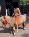 7hh Shetland Riding Mare