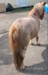 7hh Shetland Riding Mare
