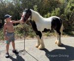 12.2hh Ride & Drive Mare