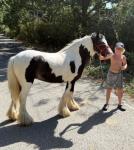 12.2hh Ride & Drive Mare